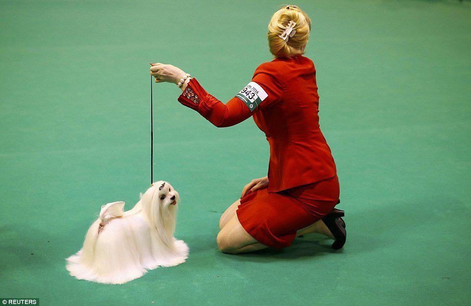 dog shows